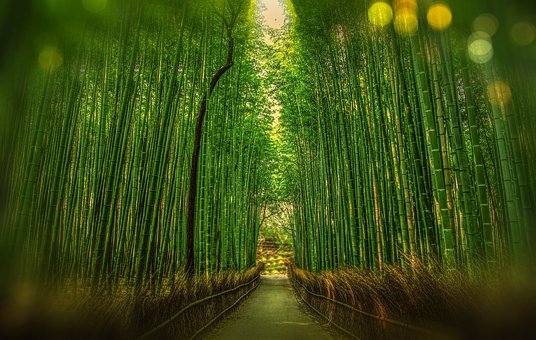 Bambu tropical